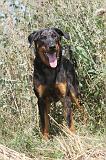 BEAUCERON 100